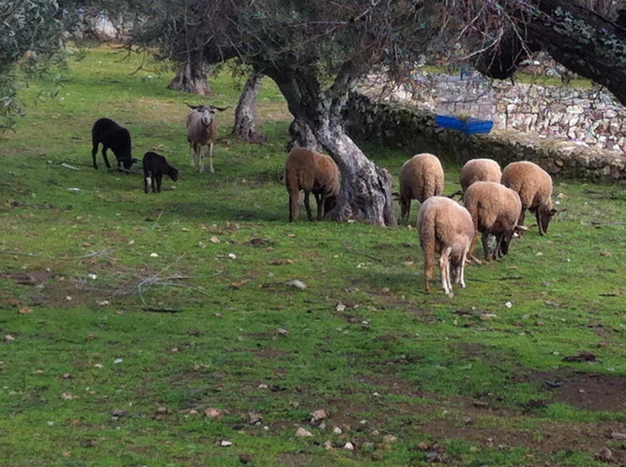 Quinta Das Pias - Holiday Farm Pinhel Exteriör bild