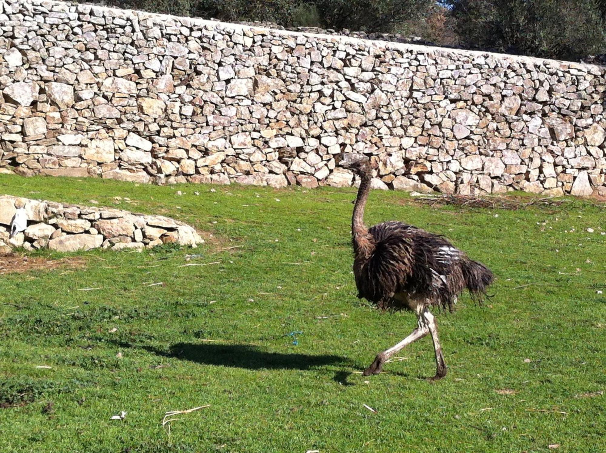 Quinta Das Pias - Holiday Farm Pinhel Exteriör bild