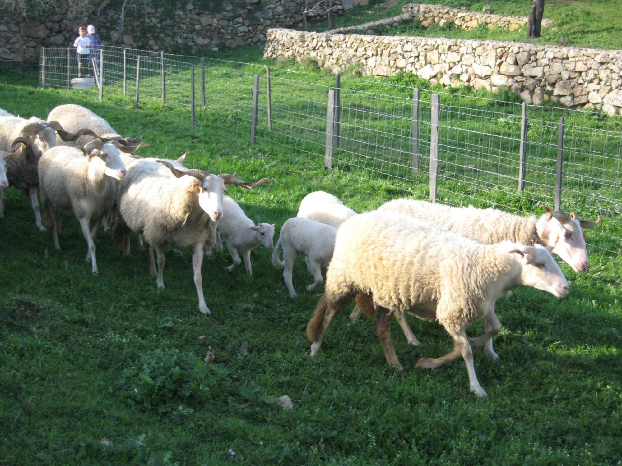 Quinta Das Pias - Holiday Farm Pinhel Exteriör bild