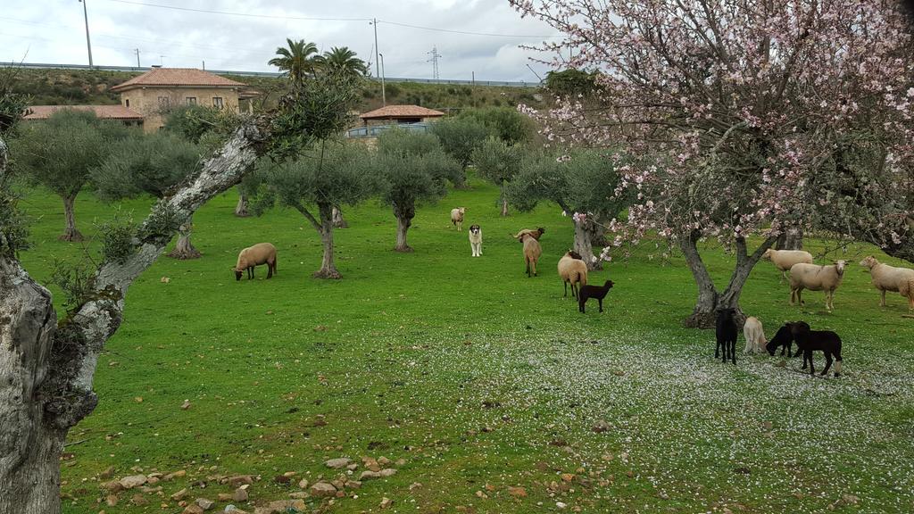 Quinta Das Pias - Holiday Farm Pinhel Exteriör bild